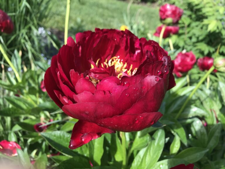 THE PEONY (after Mary Oliver’s “The Summer Day”)