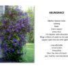 Abundance - Image 2